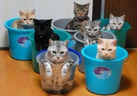 고양이 정리하기 | 인스티즈