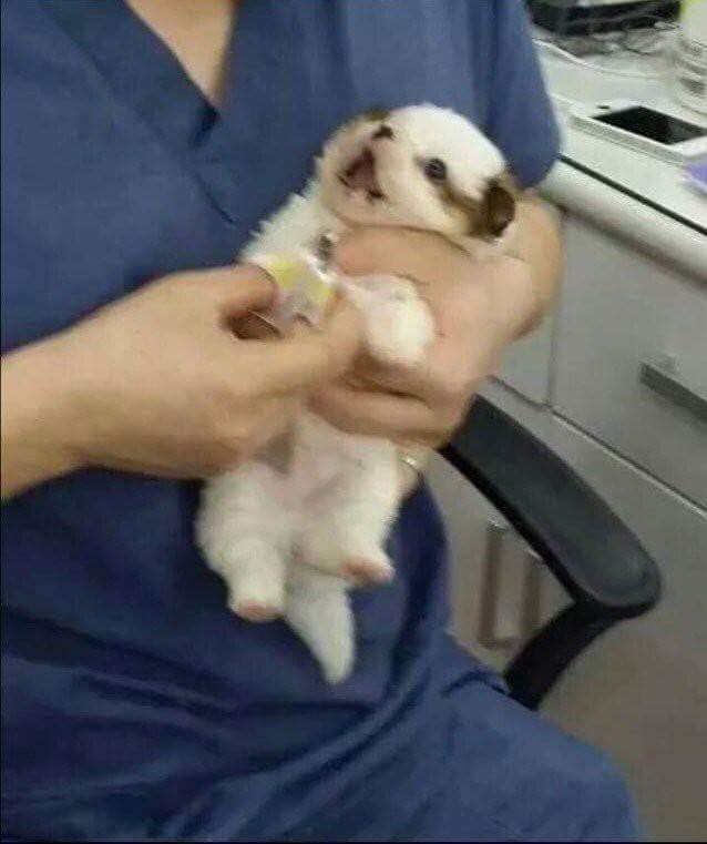강아지 고양이 자세 | 인스티즈