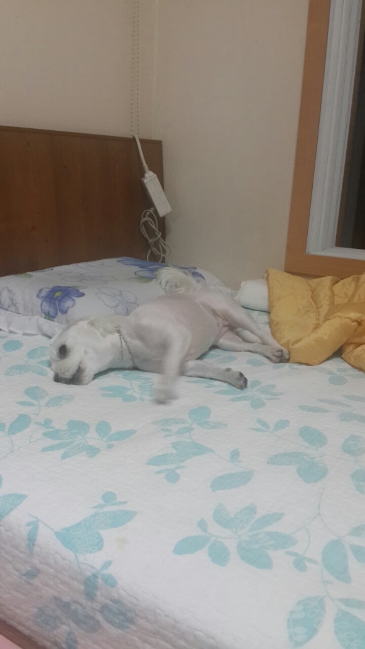 알리에 이미지