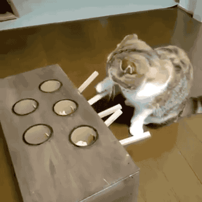 장난감 가지고노는 냥이들.gif | 인스티즈