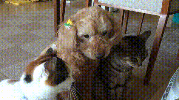 냥이와 함께 자란 멍뭉이.gif | 인스티즈