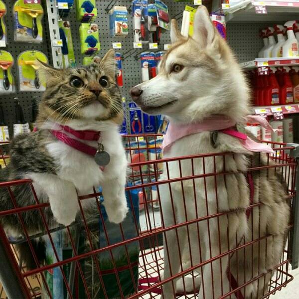 시베리안 허스키와 고양이.jpg | 인스티즈