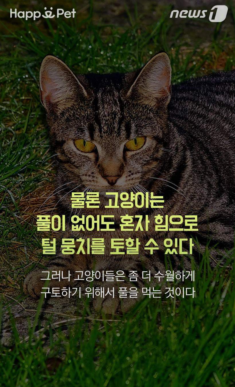 고양이가 풀을 먹는 이유 | 인스티즈