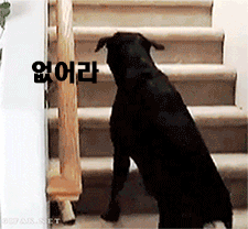 고양이 텃세.gif | 인스티즈