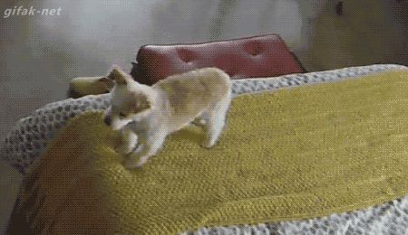 허세부리다가 당황한 멍멍이.gif | 인스티즈