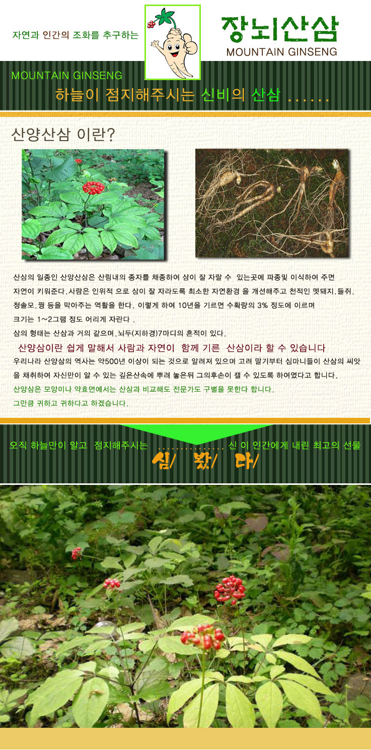 산양산삼 이미지