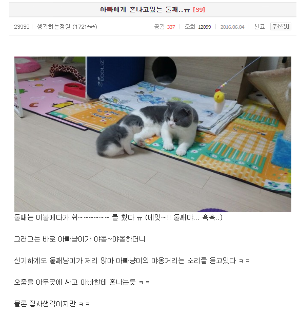 고양이의 자식교육 | 인스티즈