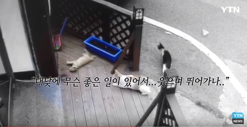 혐오,분노주의)고양이 잔혹하게 내던져 죽이고는 '웃으며 도망쳤다' | 인스티즈