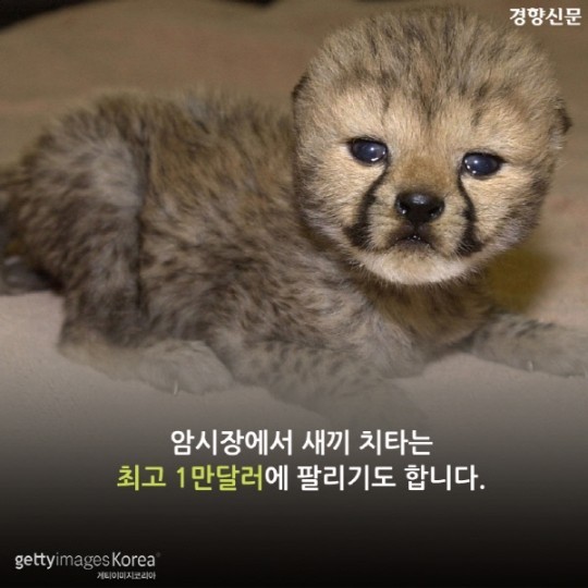 치타가 사라진다 | 인스티즈