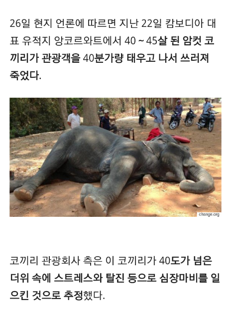 코끼리아줌마 이미지