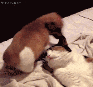 냥아치 모음.gif | 인스티즈