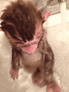 목욕이 무서운 아기 원숭이.gif | 인스티즈