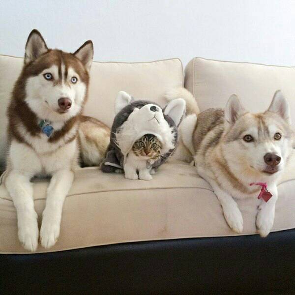시베리안 허스키와 고양이.jpg | 인스티즈