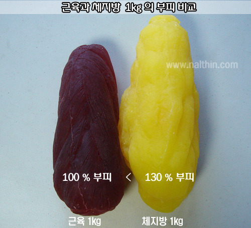 지방과 근육의 부피 차이.jpg | 인스티즈