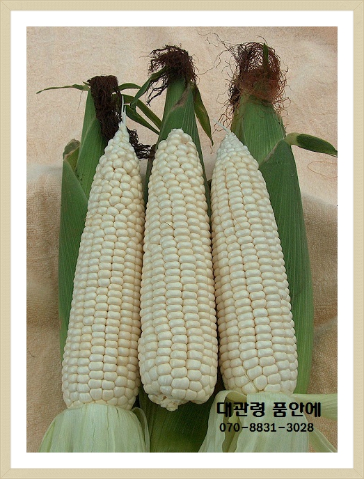 대관령농산물판매 이미지