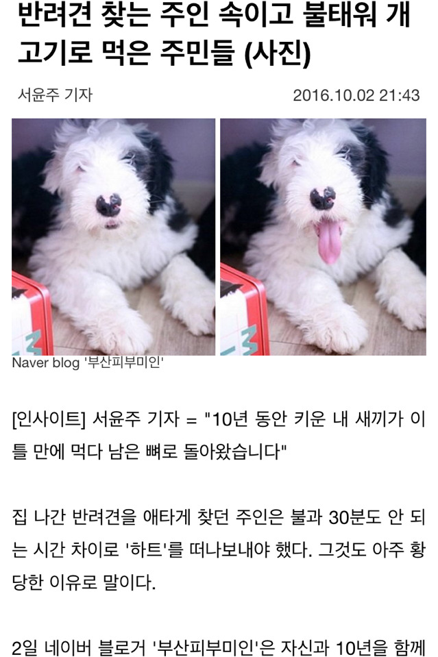 반려견 찾는 주인 속이고 불태워 개고기로 먹은 주민들 | 인스티즈