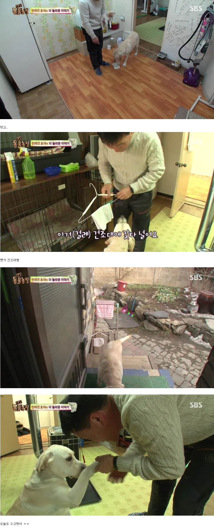동물농장 완전 똑똑한 멍멍이 | 인스티즈