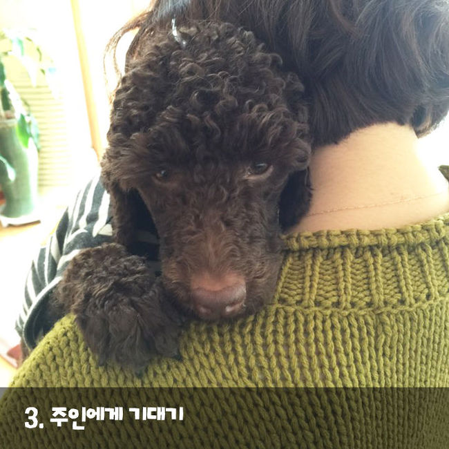 강아지가 나를 사랑한다는 증거 | 인스티즈