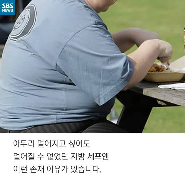 비만도 적당해야 장수할 수 있다 | 인스티즈