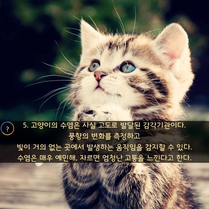 야옹이를 대하는 예의 | 인스티즈