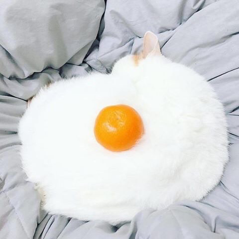 냥후라이 한판 | 인스티즈