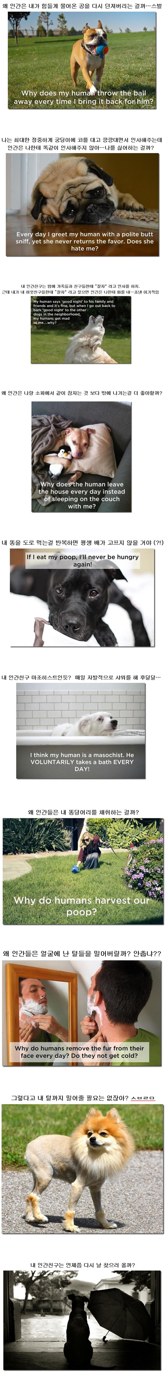 개들의 입장에서 보는 인간 | 인스티즈