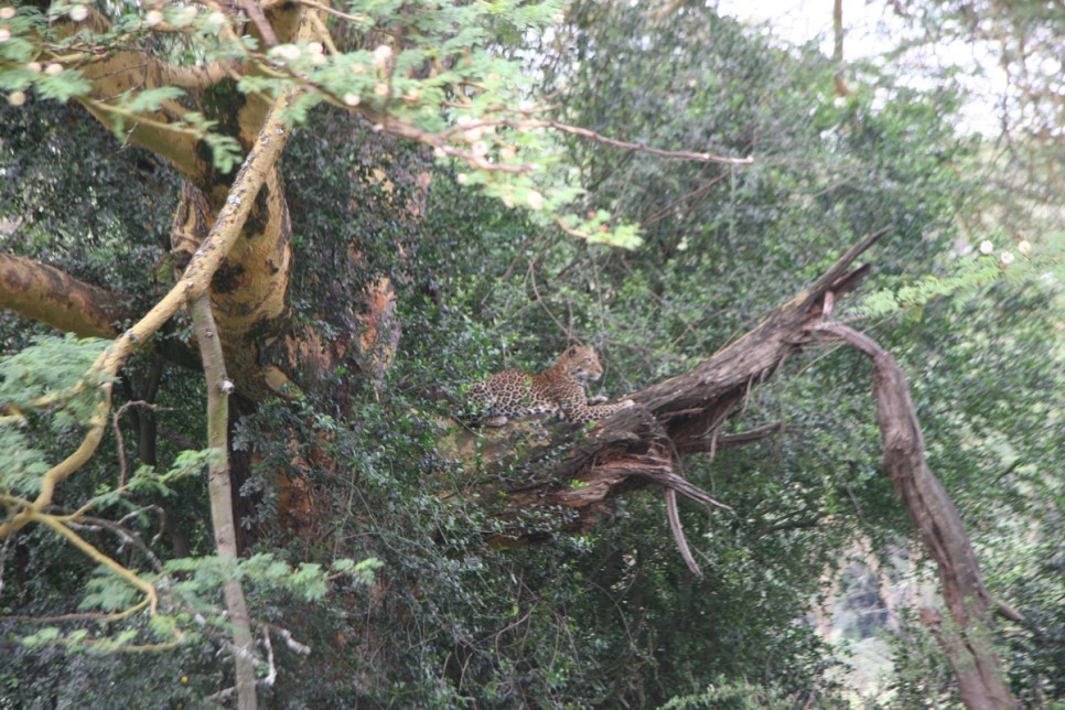 유럽여행보다 더 비싸다는 아프리카 여행 | 인스티즈