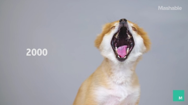 100년간 포메라니안 스타일 변화 | 인스티즈