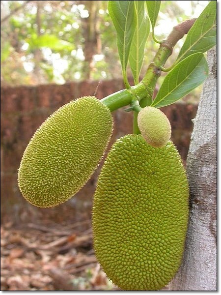 이맘때 과일 이미지