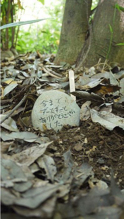 일본초딩이 찍은 헤라클레스 장수풍뎅이의 일생 | 인스티즈