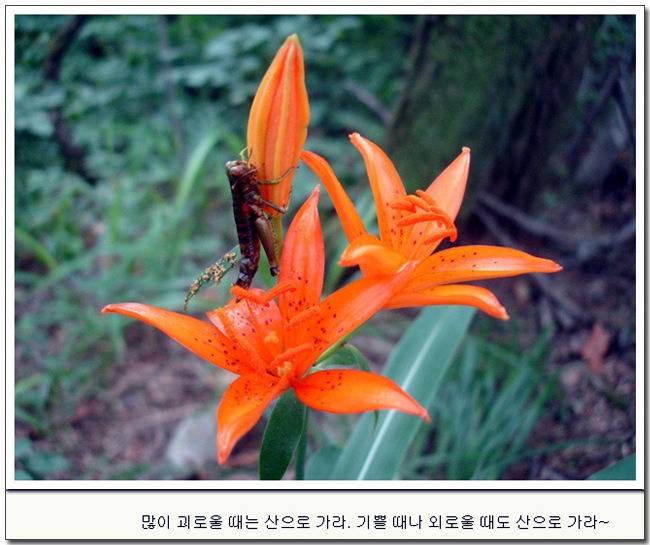 육하원칙 이미지
