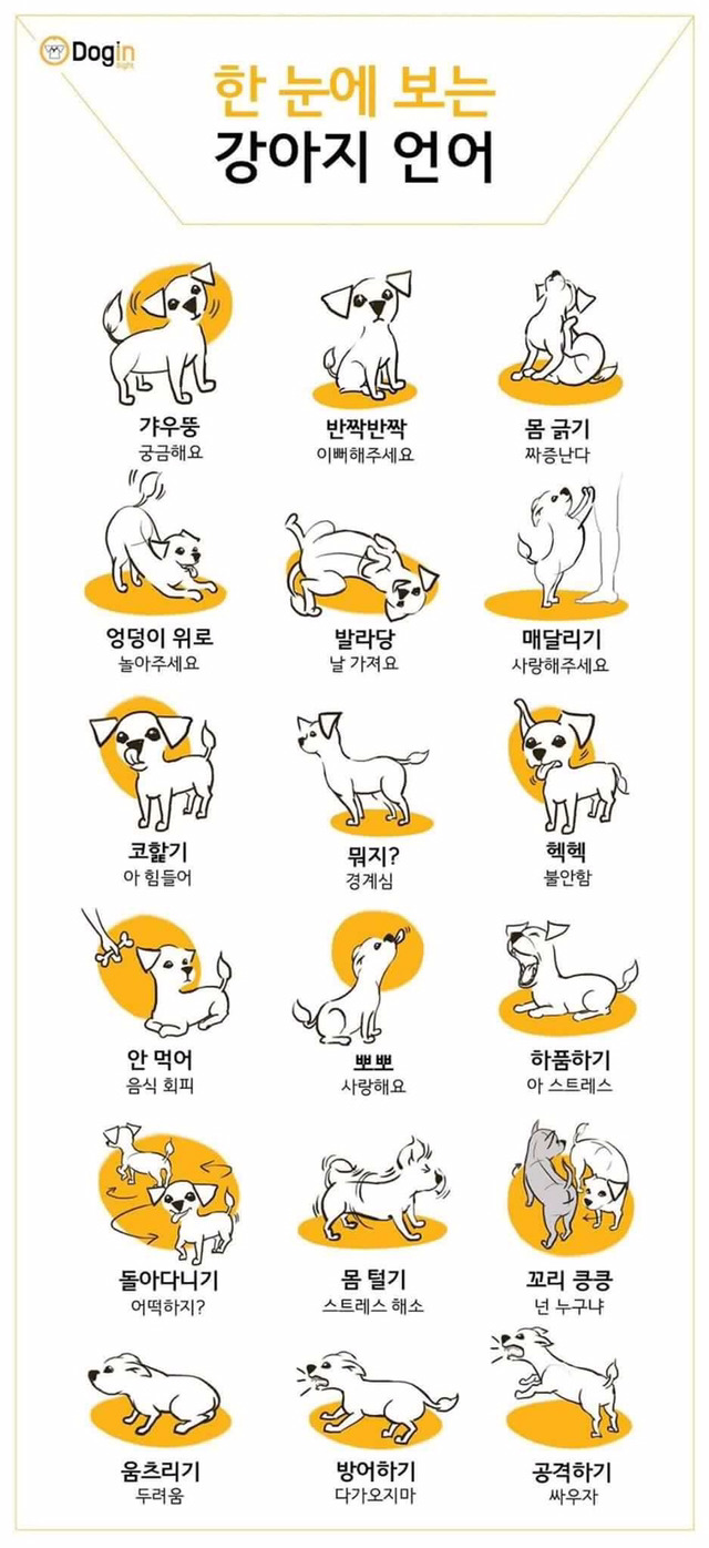 한 눈에 보는 강아지 언어 | 인스티즈