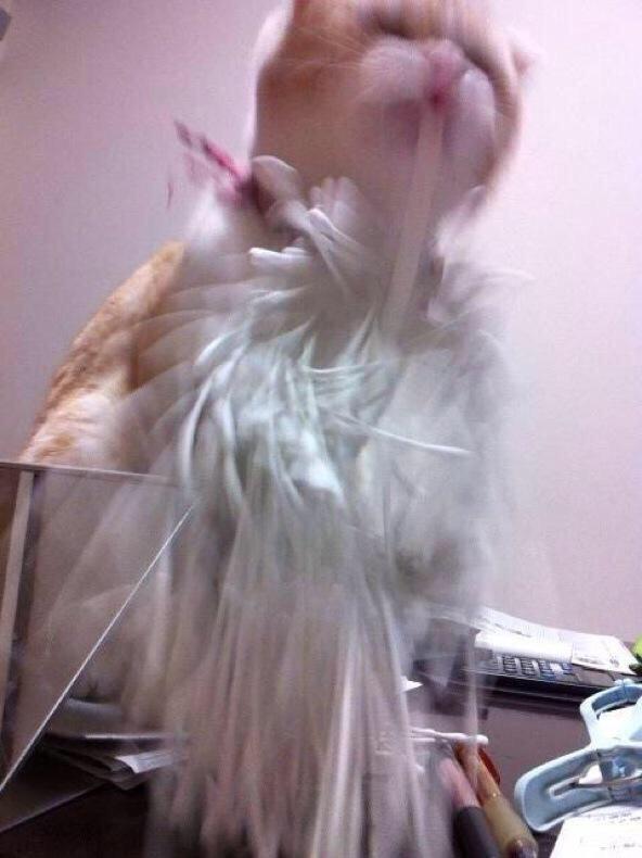 나비야 이미지