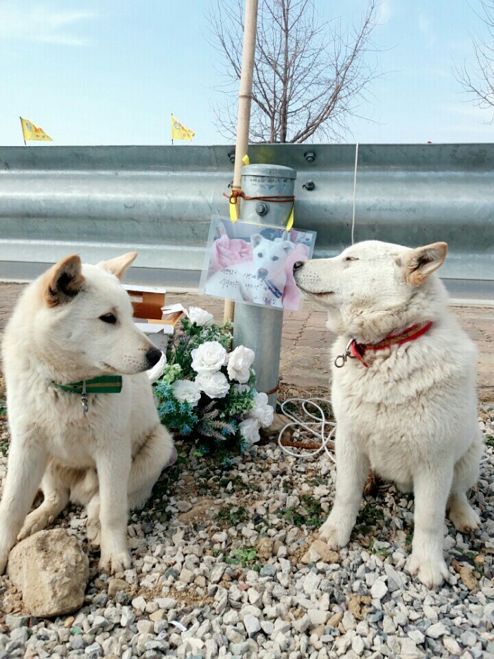 창녕 매실이 이야기를 아시나요?개소주가 되어서 돌아온 우리 매실이를 기억해주세요. 동물보호법강화를 위해 관심가져주세요 | 인스티즈