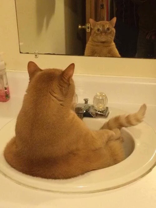 고양이 컴퓨터 사용방법.jpg | 인스티즈