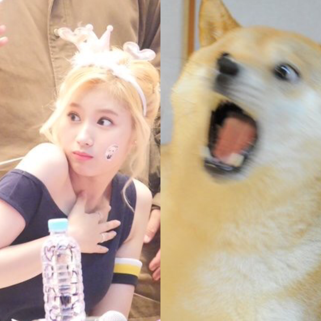[트와이스] 강아지과 vs 고양이과 | 인스티즈