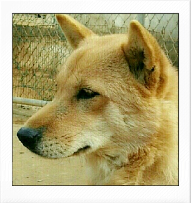 복실이 이미지