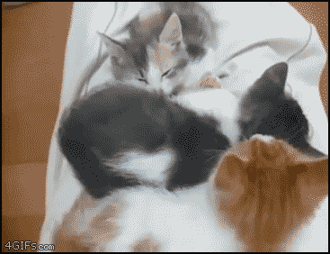 고양이 세..아니 네마리.gif | 인스티즈