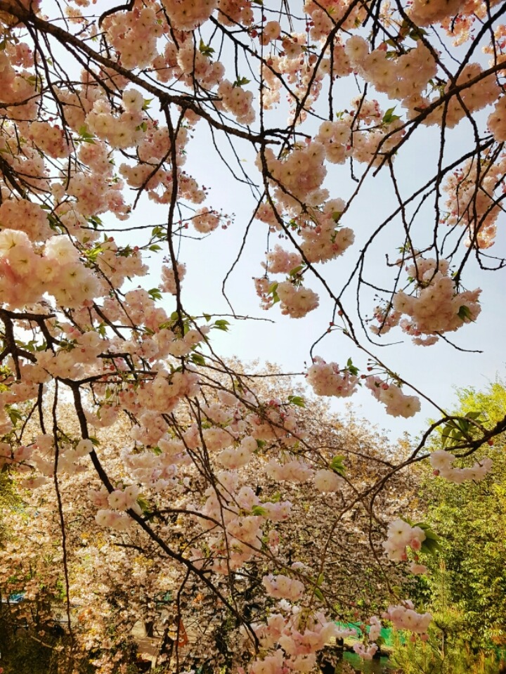 낙원농원 이미지