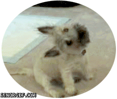개들 호기심 만땅일때 리액션.jpgif | 인스티즈
