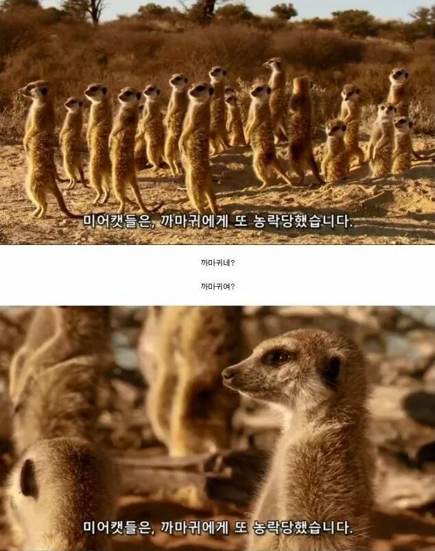 까마귀 인성수준 ㅎㅎㅎㅎㅎㅎㅎㅎ | 인스티즈
