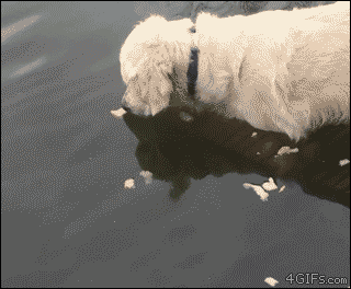 강아지 gif | 인스티즈