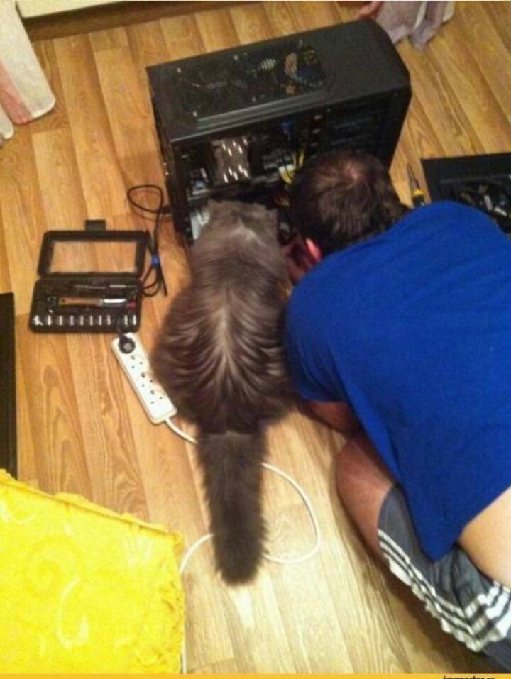 사람과 교감하는 고양이.jpg | 인스티즈