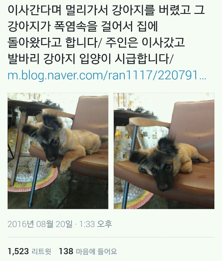 주인이 버리고 가자 며칠동안 걸어서 집을 찾아간 강아지 | 인스티즈