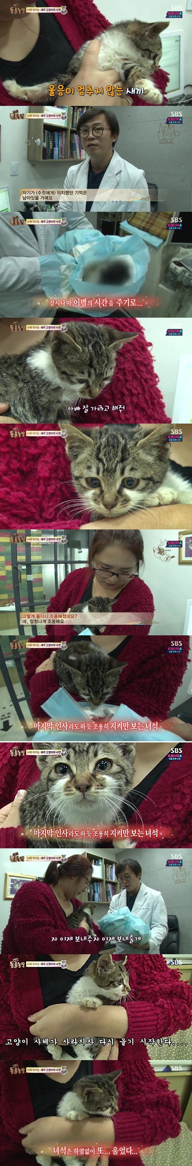 아빠를 떠나보내는 새끼 고양이.jpg | 인스티즈