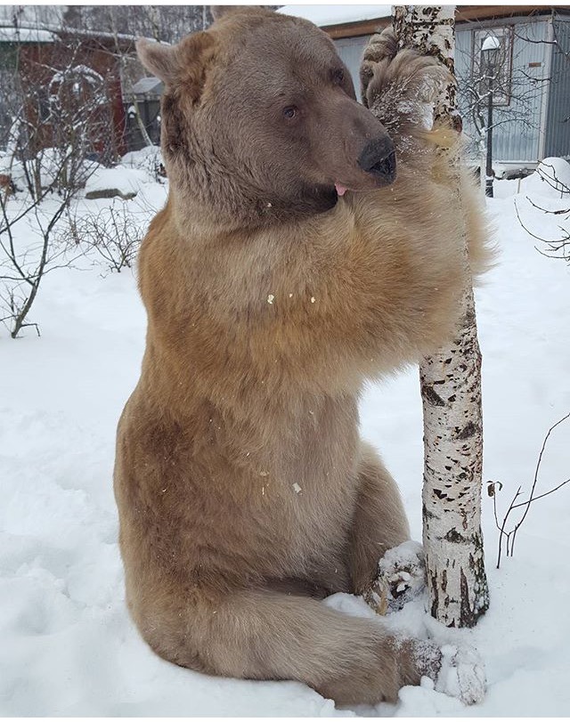 같이 사는 곰 | 인스티즈