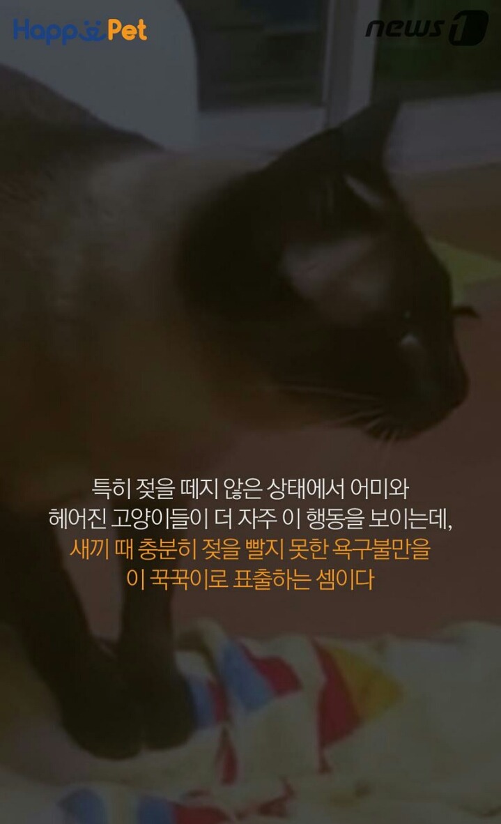 꾹꾹이라 하면 당연히 고냥이부르는거지! | 인스티즈