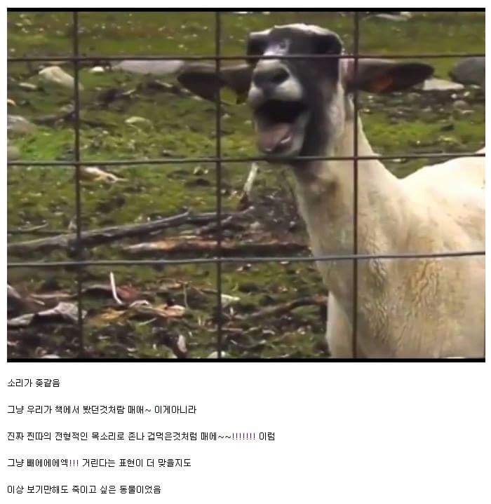 바보 같은 동물 | 인스티즈