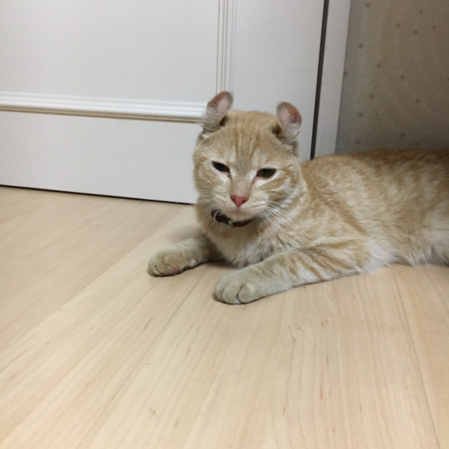 고양이 주인을 찾습니다... | 인스티즈