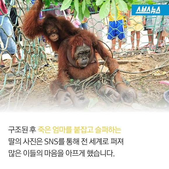 숲에 사는 사람들 | 인스티즈